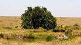 TANZANIA - Serengeti National Park - 027